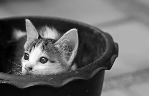 De cerca gatito lindo en una maceta, blanco y negro —  Fotos de Stock
