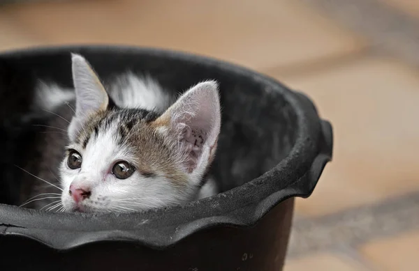 Закрыть маленького симпатичного котенка в цветочном горшке — стоковое фото