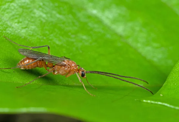 녹색 잎에 비행 개미의 매크로 사진 — 스톡 사진
