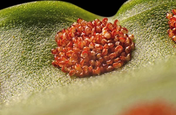 Macro Photo of Spores of Monarch Fern — Stock Photo, Image