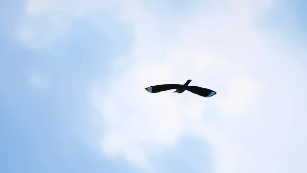 Κοντινό πάνω Ινδικό πουλί κυλίνδρων πετάει στον αέρα απομονωμένη στο Blu — Φωτογραφία Αρχείου