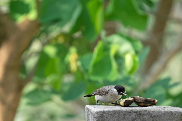 Nahaufnahme Rußkopf bulbul Vogel frisst reife Banane isoliert — Stockfoto
