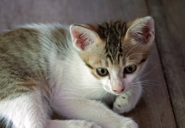 Ahşap Katta Sevimli Tabby Kitten kapatın