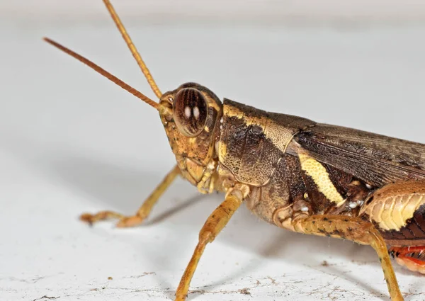 Macro foto van Grasshopper op witte vloer — Stockfoto