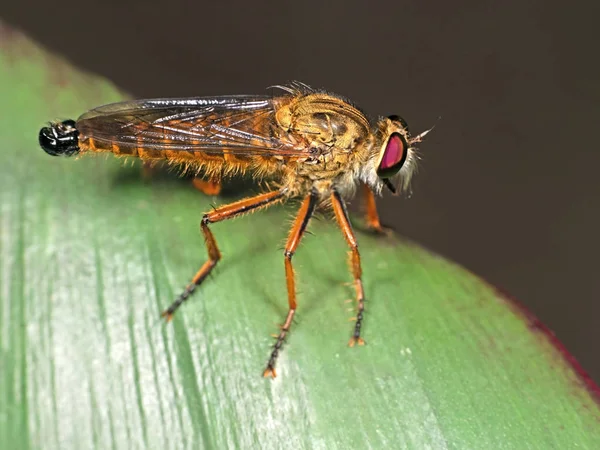 Μακρο φωτογραφία ληστής πορτοκαλί Fly σε πράσινο φύλλο απομονωμένη στο backg — Φωτογραφία Αρχείου
