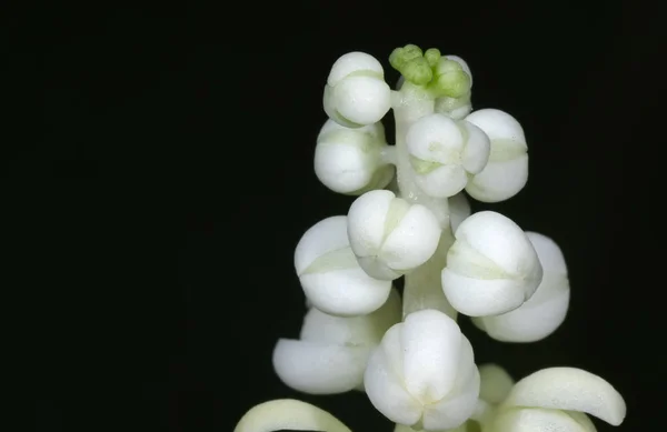 Macro Photo of White Flower Buds Isolated on Black Background — Stock Photo, Image