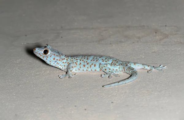 Nahaufnahme Tokay-Gecko liegt auf dem Boden — Stockfoto