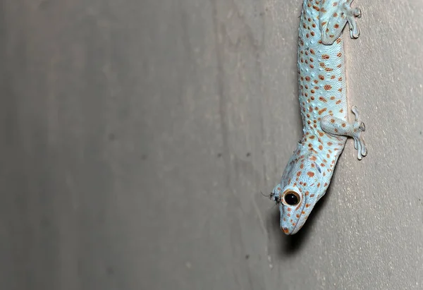 Fechar Tokay Gecko está na parede — Fotografia de Stock