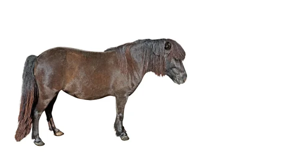 Close up Mini Horse Falabella miniature Isolated on White Backg — Stock Photo, Image