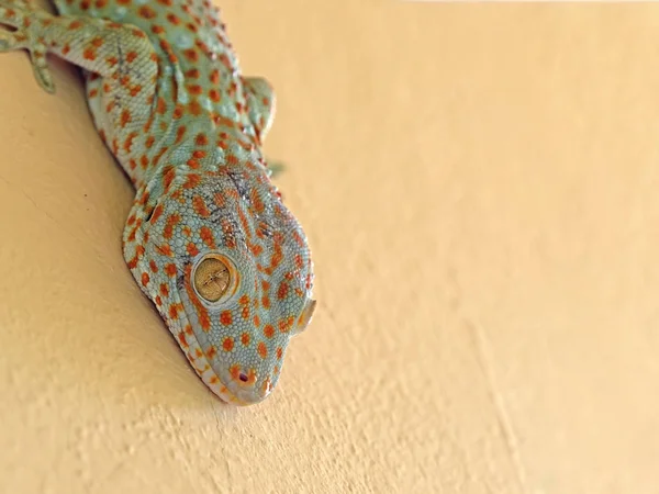 Close up Tokay Gecko está en la pared con el espacio de copia — Foto de Stock