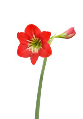 Beyaz Arka Plan üzerinde Amaryllis Bebek Yıldız Çiçek