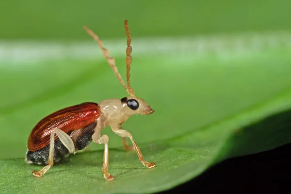 Macro foto do pequeno besouro na folha verde — Fotografia de Stock
