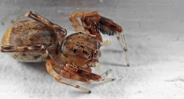 Фотография прыгающего паука, изолированного на белом полу — стоковое фото