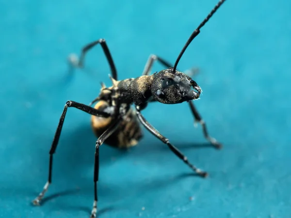 Macro Photo of Golden Weaver Ant on Blue Floor — Stock Photo, Image