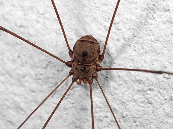 Duvarda Harvestman veya Daddy Longlegs Makro Fotoğraf — Stok fotoğraf