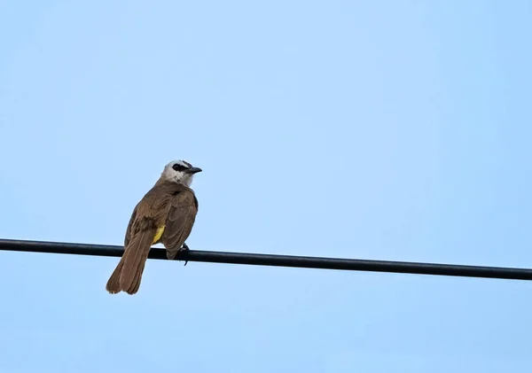 Nahaufnahme eines gelbbelüfteten Bulbul-Vogels, der auf einer Kabelseilinsel thront — Stockfoto