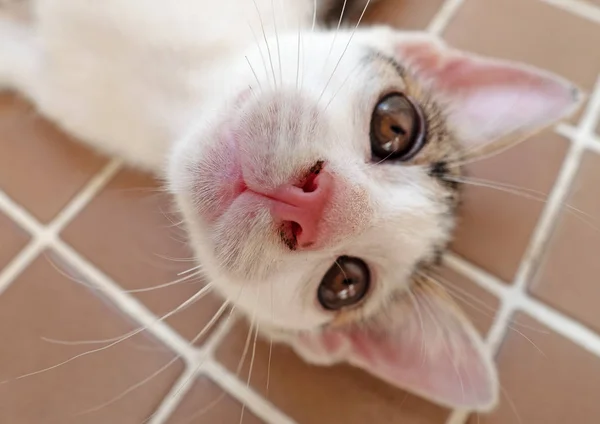 Close-up schattig kitten ligt liggen en kijken naar de camera, se — Stockfoto