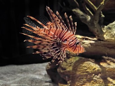 Yakın Kırmızı Lionfish veya Pterois Volitans Arka Plan izole kadar