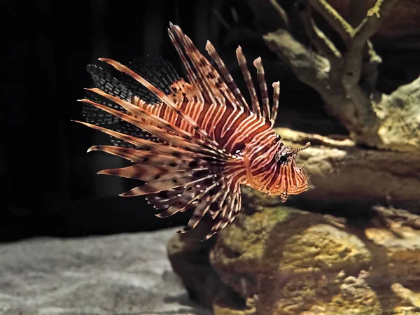 배경에 고립 된 빨간 사자 물고기 또는 Pterois Volitans를 닫습니다. — 스톡 사진