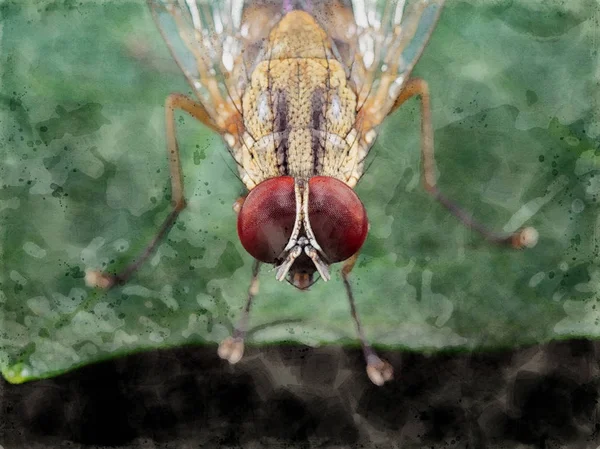 Pintura aquarela da mosca doméstica na folha verde — Fotografia de Stock