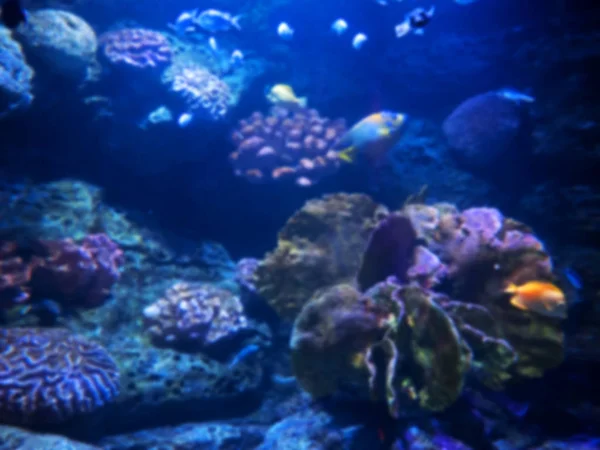 바다 물고기 배경과 해저 산호초의 흐린 장면 — 스톡 사진