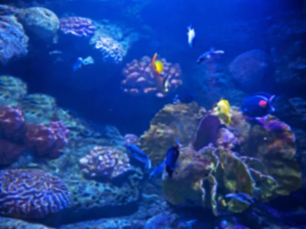 Onscherpe scène van onderzeese koraal rif met zeebaars achtergrond — Stockfoto