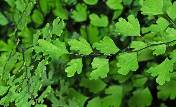 Close up Maidenhair Fern veya Adiantum Bitki Backgroun üzerinde Izole — Stok fotoğraf