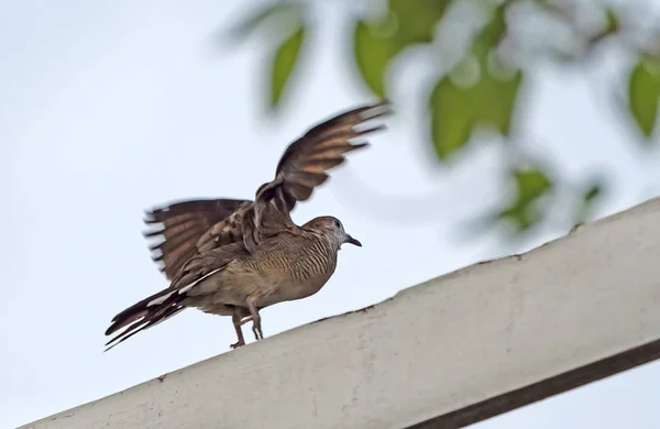 Primer plano Zebra Dove está extendiendo sus alas — Foto de Stock