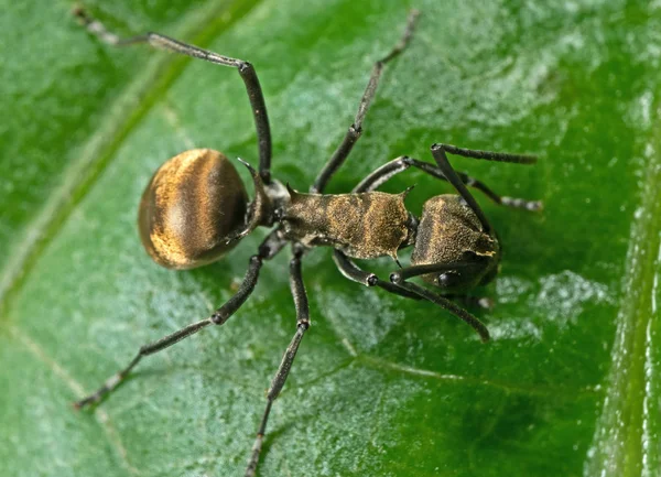 Macro Photo of Golden Weaver Ant on Green Leaf — Stock Photo, Image
