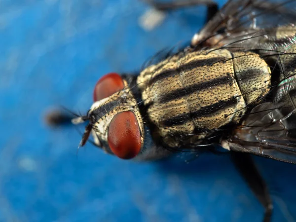 Macro foto de mosca doméstica no piso azul — Fotografia de Stock