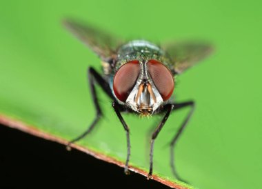 Yeşil Yaprak üzerinde Blowfly Başkanı Makro Fotoğraf 
