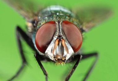 Yeşil Yaprak üzerinde Blowfly Başkanı Makro Fotoğraf 