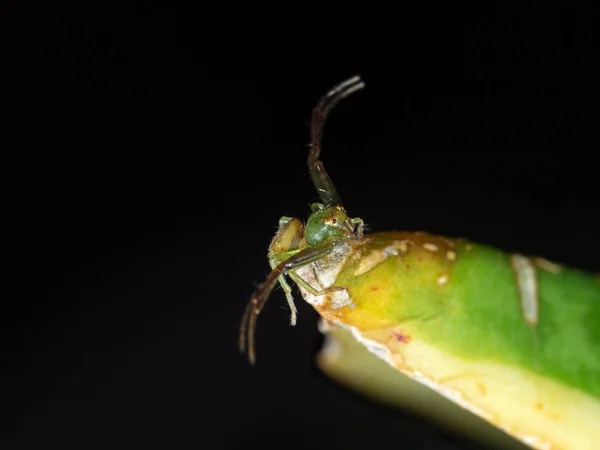 Makro zdjęcie krab Spider kamuflażu na liść izolowane na czarnym — Zdjęcie stockowe