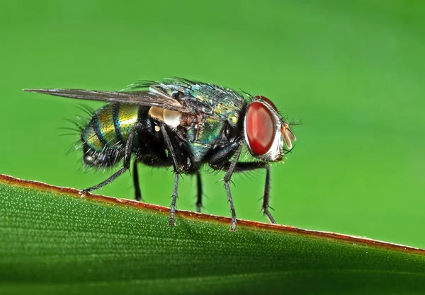 Macro foto di soffiare volare su foglia verde isolato su sfondo — Foto Stock