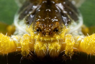Yaprak üzerinde tuhaf yengeç örümcek Başkanı makro fotoğrafı