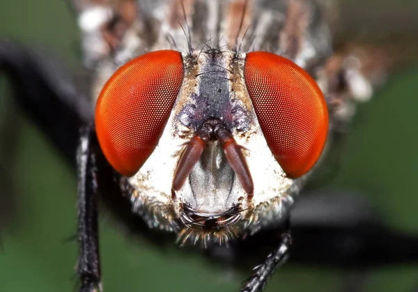Macro Foto de Cabeza de la mosca doméstica en la hoja verde — Foto de Stock