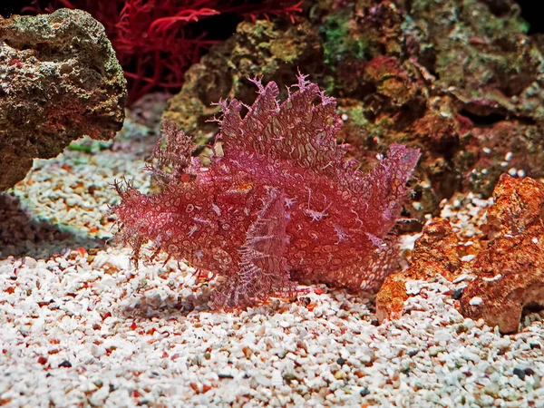 Scorpionfish Weedy ou Rhinopias frondosa no fundo da natureza — Fotografia de Stock