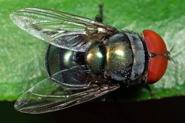 Yeşil yaprak üzerinde Blowfly makro fotoğrafı 