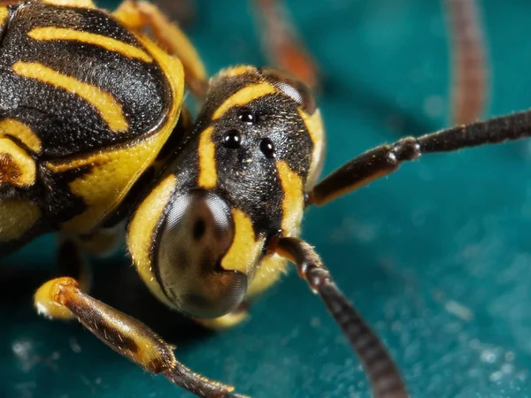 Makro fotografie WASP na tyrkysové podlaze — Stock fotografie