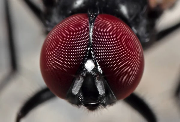 Makrofoto von Augen der Mittagsfliege auf dem Boden — Stockfoto