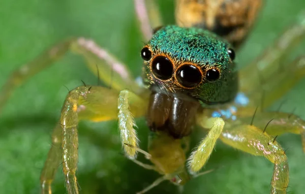 Makró fotó színes jumping Spider a Prey zöld Leaf — Stock Fotó