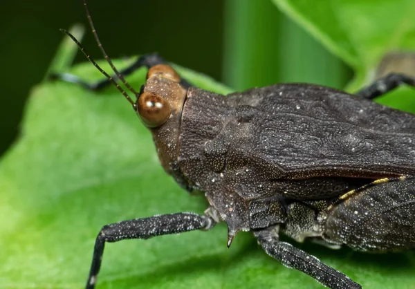 Makró fotó grasshopper a Green Leaf — Stock Fotó