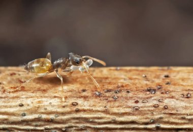 Minik karınca, yumurta taşıyan ve sopa üzerinde çalışan makro fotoğrafı