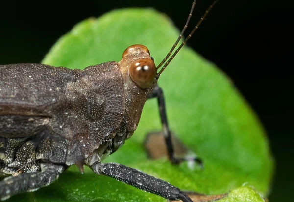 Makro foto av Grasshopper på Green Leaf — Stockfoto