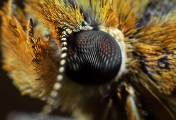 Macro Photo of Eye of Yellow Butterfly Isolated on Background — Stock Photo, Image