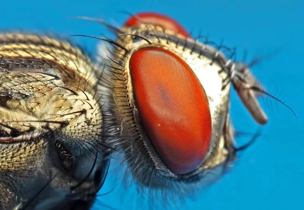 Macro Foto de la mosca doméstica aislada en el fondo — Foto de Stock