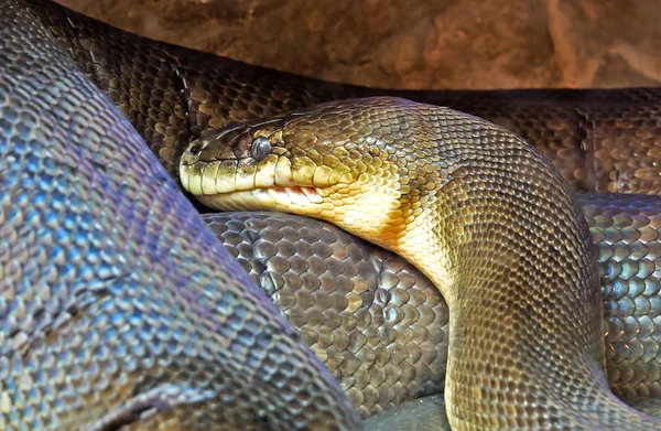 Macklot's Python or freckled Python in The Cave — Stock Photo, Image