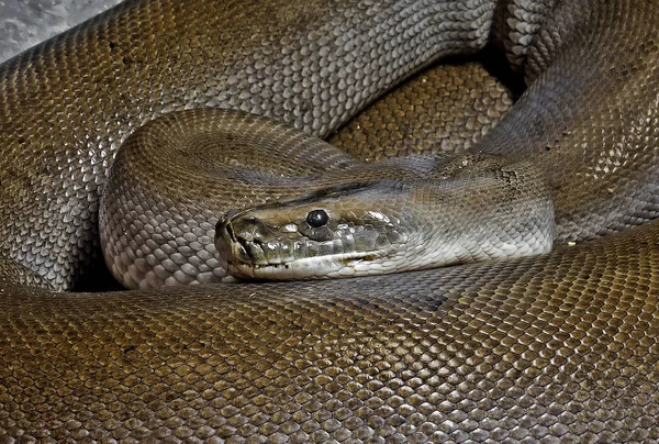 Nahaufnahme musterloser grüner burmesischer Python auf dem Boden aufgerollt — Stockfoto