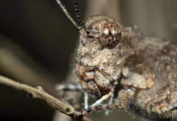 Makro foto av brun gräshoppa kamouflage på Twig — Stockfoto