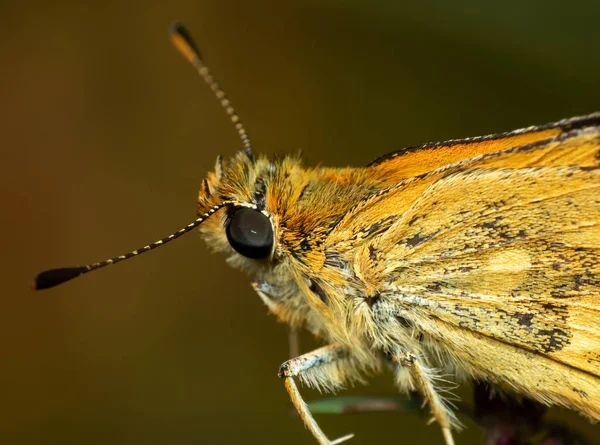 Makro foto av gul fjäril isolerad på bakgrunden — Stockfoto